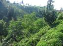 Rize Tea Plantation