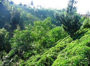 Rize Tea Plantation
