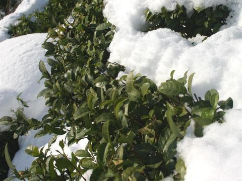 Tea and Snow