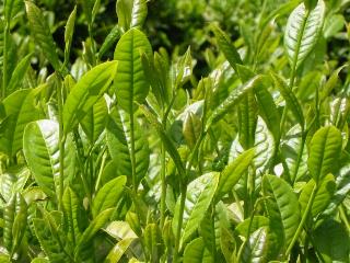 Tea wallpaper