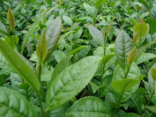 Tea wallpaper