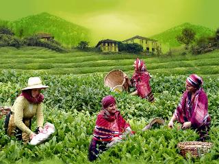 tea