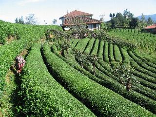 Tea wallpaper