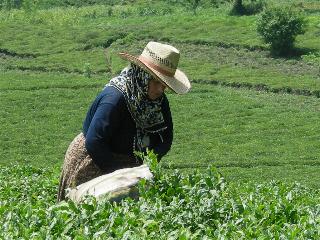Tea wallpaper