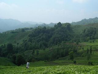 Tea wallpaper