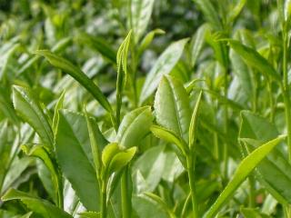 Tea wallpaper