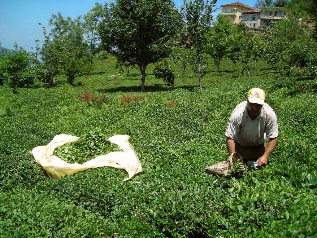 Tea wallpaper